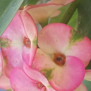 Meet your Posher, Caryl